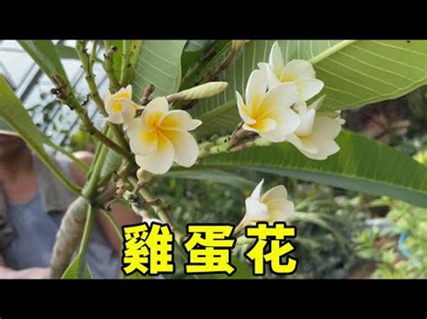 雞蛋花風水陽台|【陽台雞蛋花風水】陽台上什麼花都能養唯獨這4種風水師一看就。